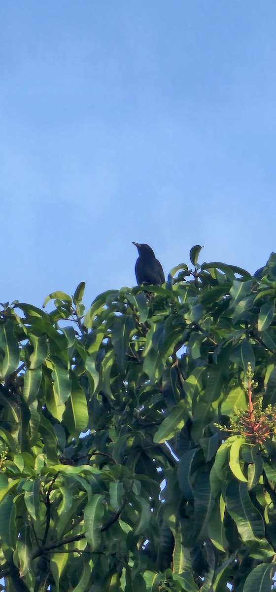 Ötücü Karatavuk - ML644719672