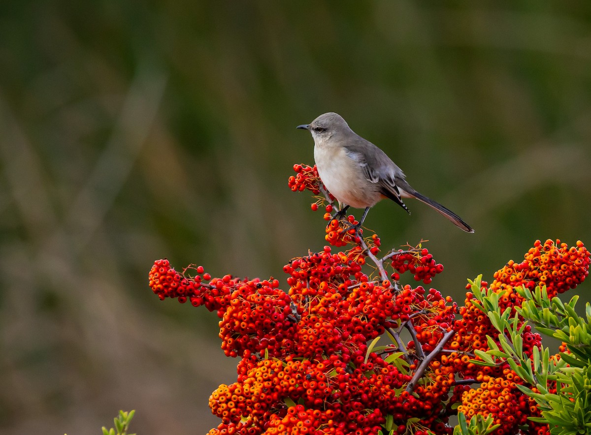 Kuzeyli Taklitçi - ML644719673
