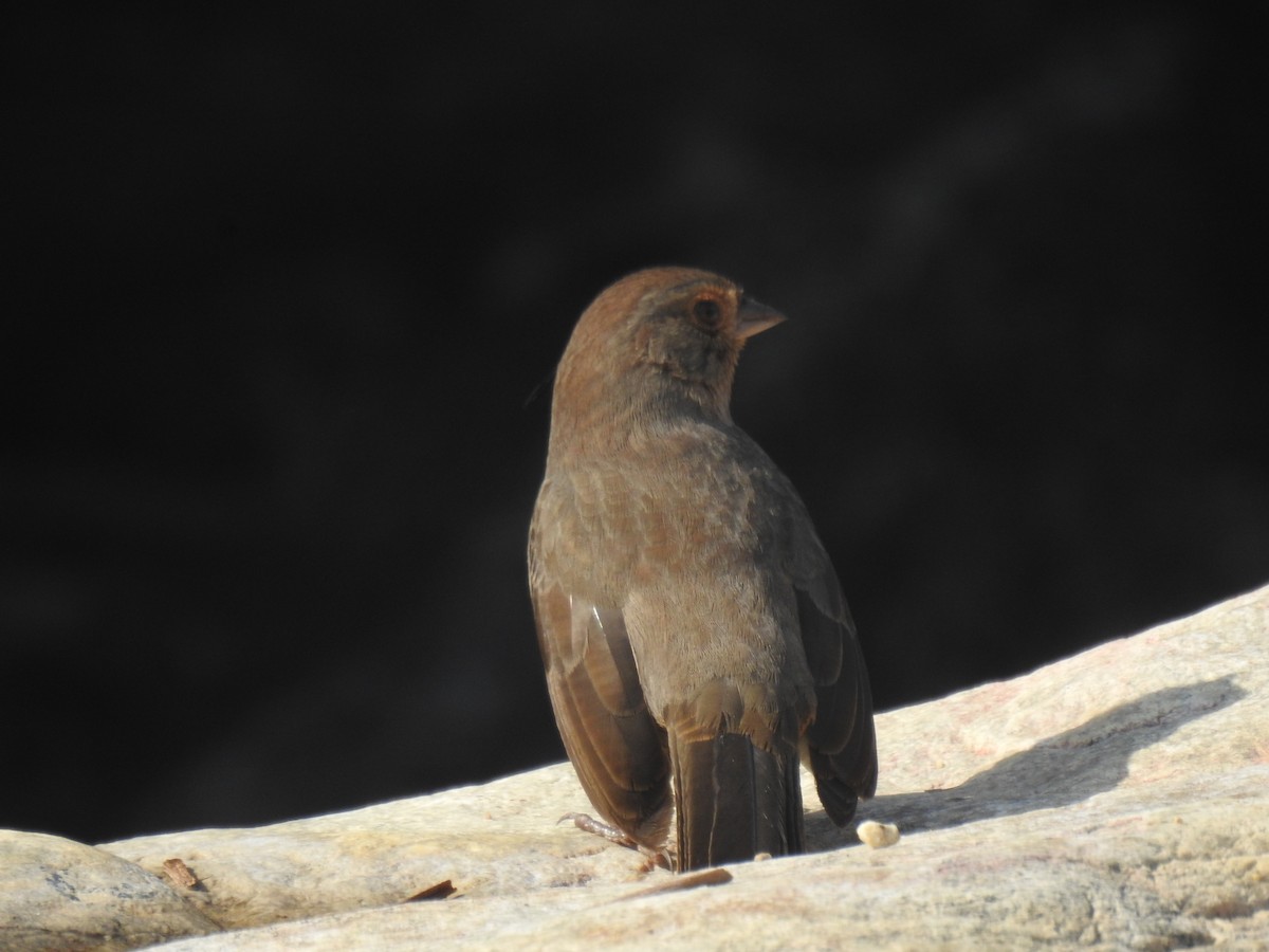 Kaliforniya Tovisi - ML644719675