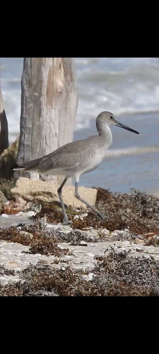 Boz Düdükçün - ML644719676