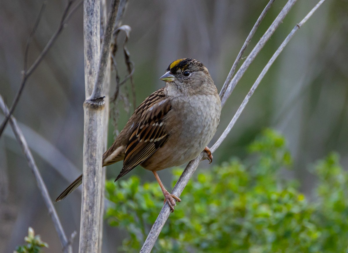 Sarı Tepeli Serçe - ML644719677