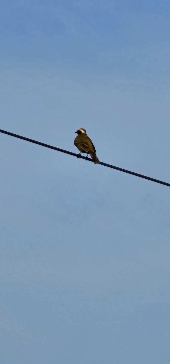 Sosyal Tiran - ML644719680