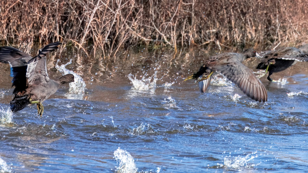 Лиска американська - ML644719681