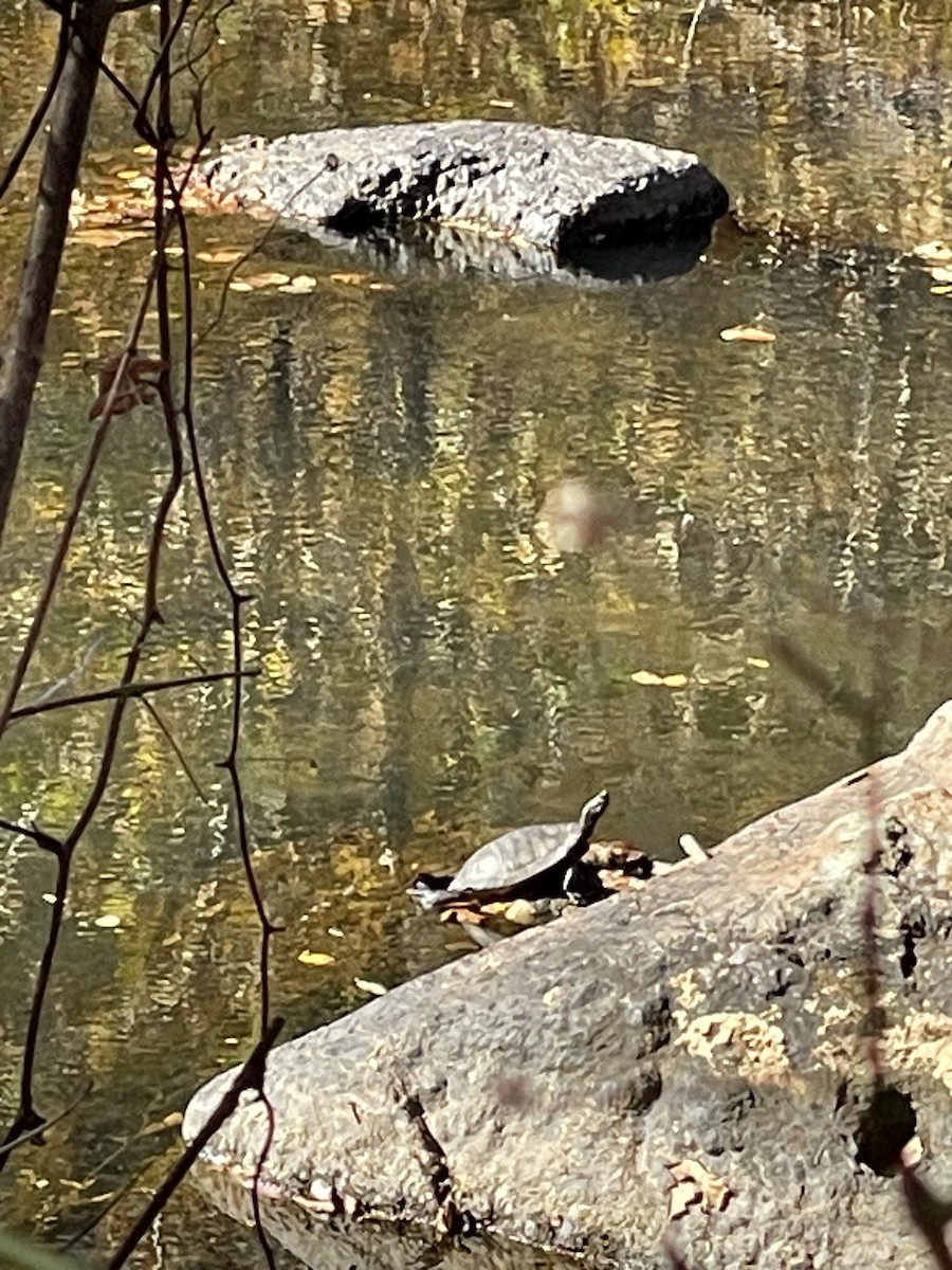 Animals - ML644719684