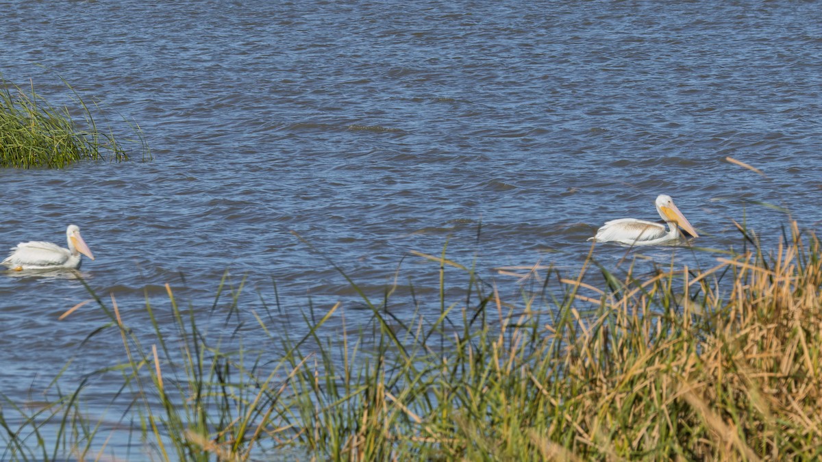 Amerika Pelikanı - ML644719685