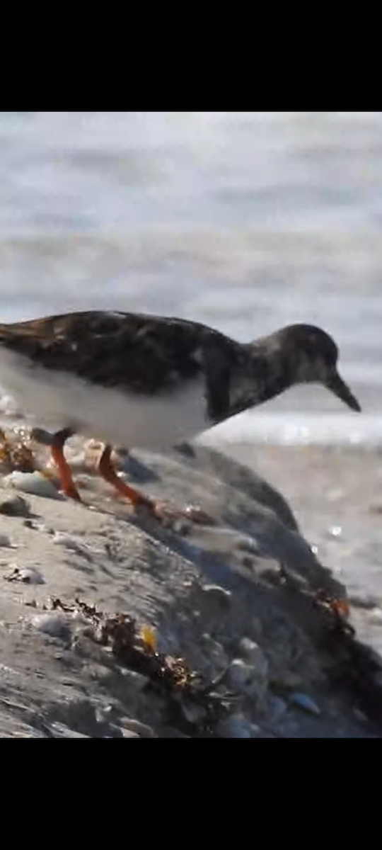 Taşçeviren - ML644719686