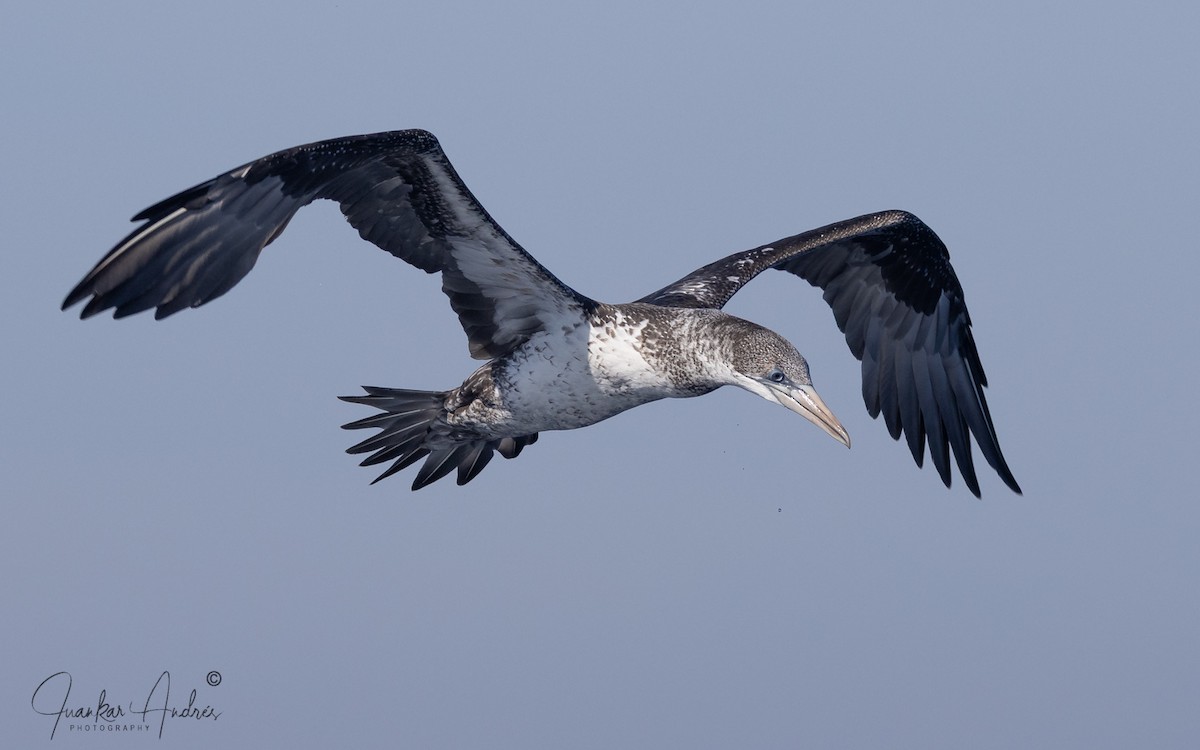 Sümsük - ML644719687