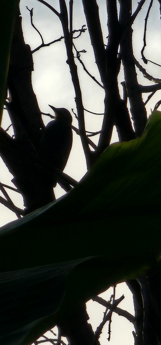 Altın Alınlı Ağaçkakan - ML644719688