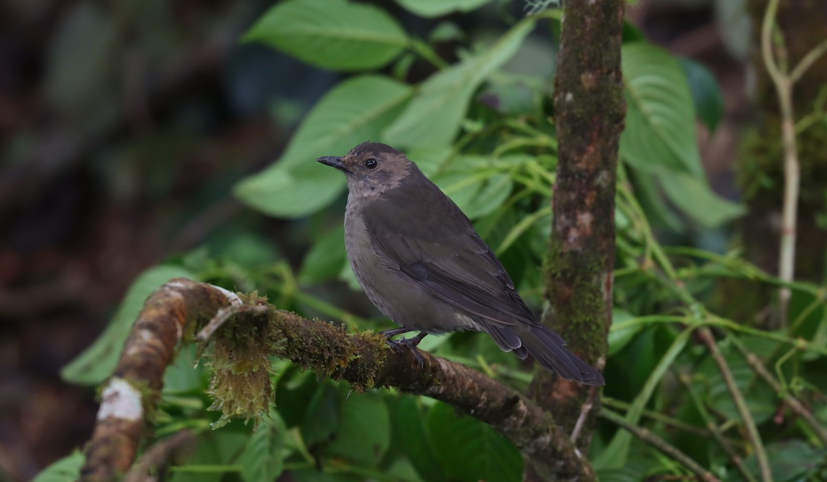 Dağ Ardıcı - ML644719689