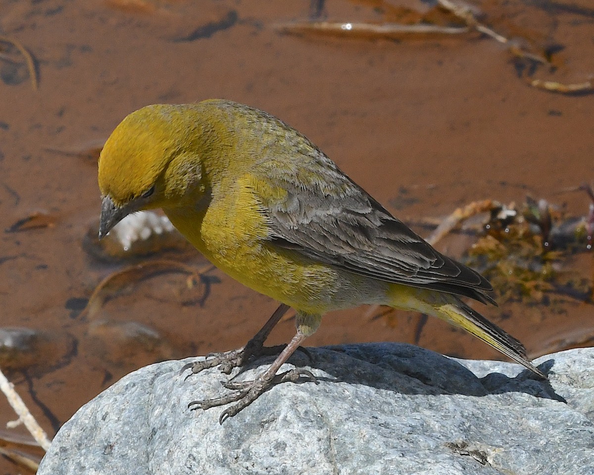 Büyük Kanarya İspinozu - ML644719690