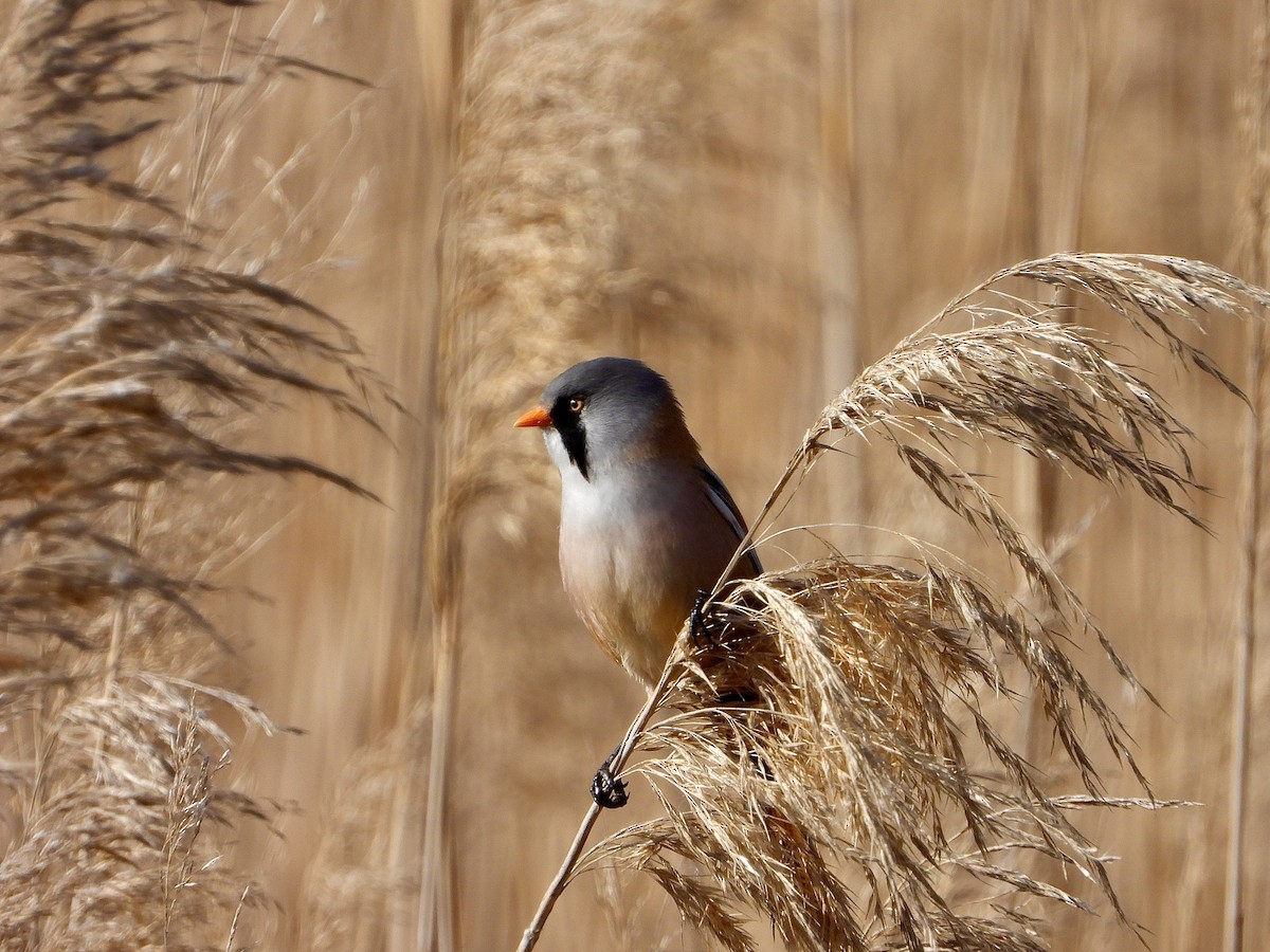 Bıyıklı Baştankara - ML644719692