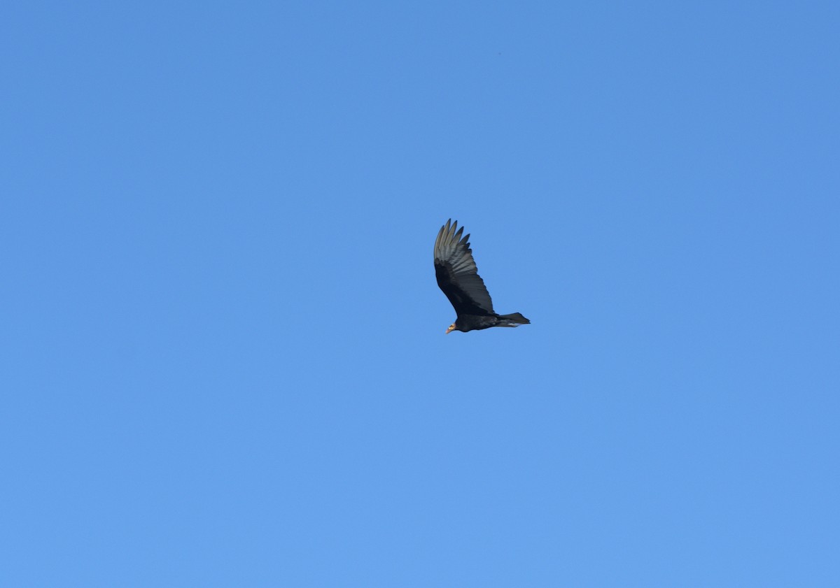 Küçük Sarı Başlı Akbaba - ML644719693