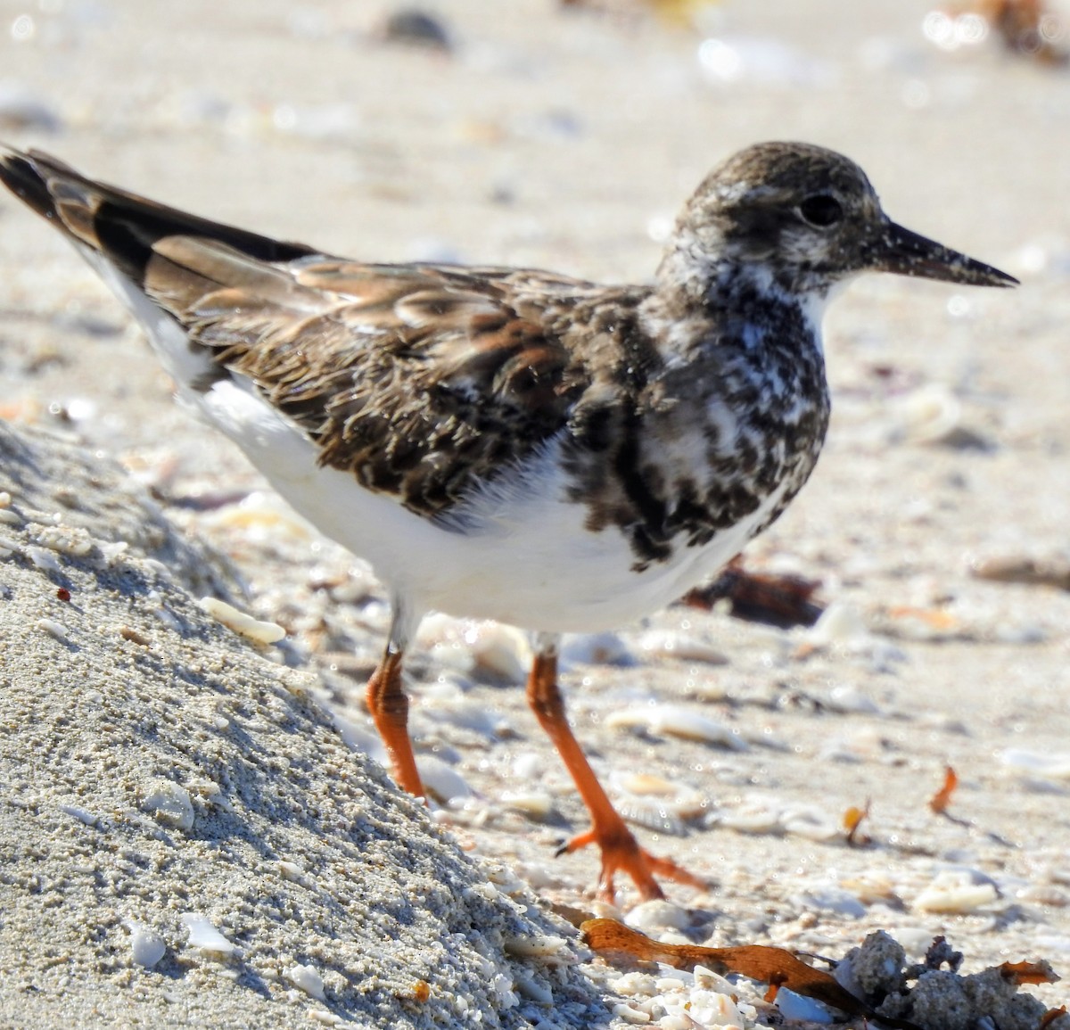 Taşçeviren - ML644719694