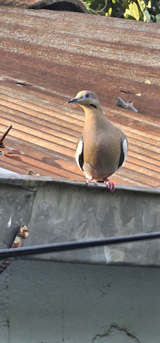 Ak Kanatlı Kumru - ML644719695