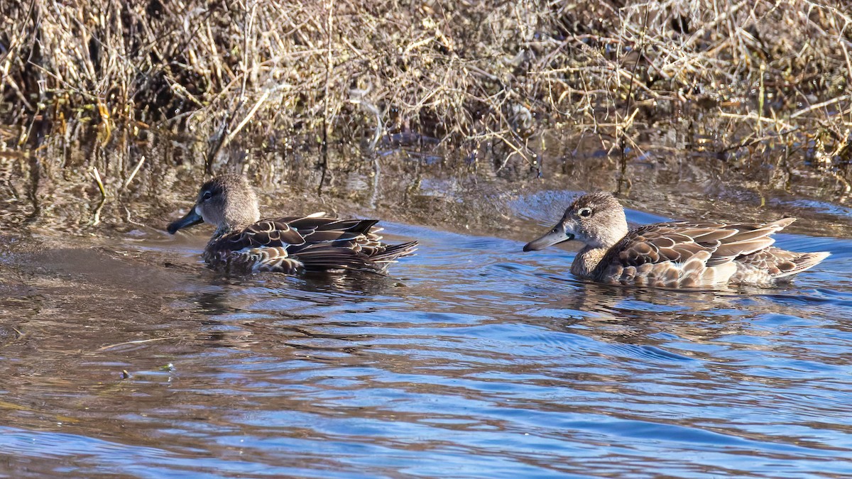 Mavi Kanatlı Ördek - ML644719696
