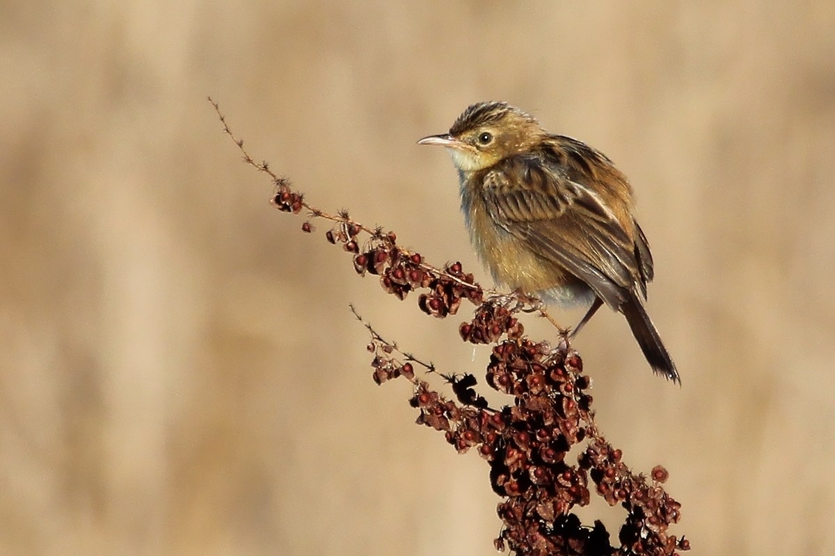 Yelpazekuyruk - ML644719697