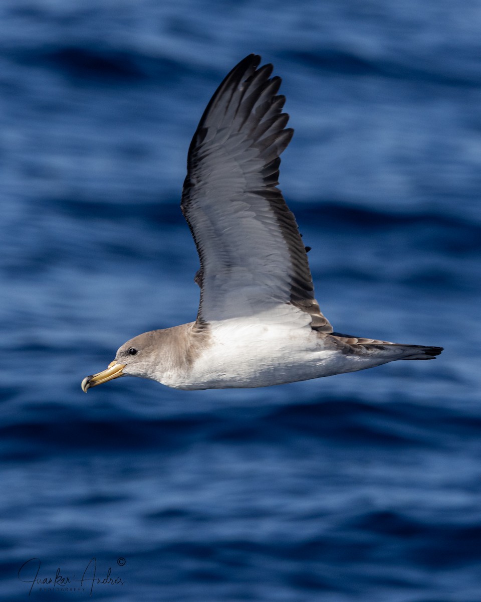 Boz Yelkovan - ML644719698