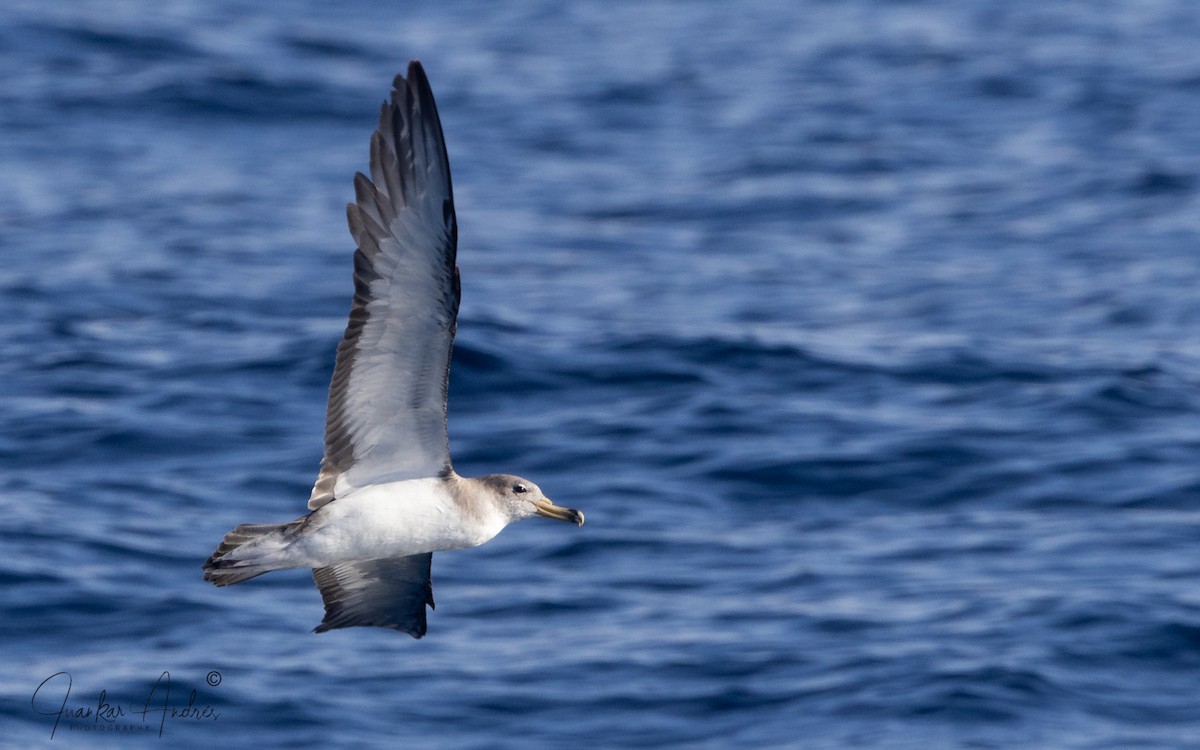 Boz Yelkovan - ML644719700