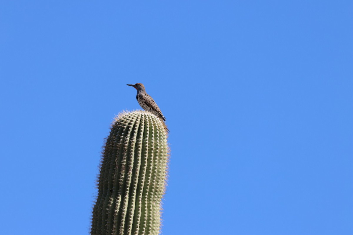 Pic chrysoïde - ML644719709