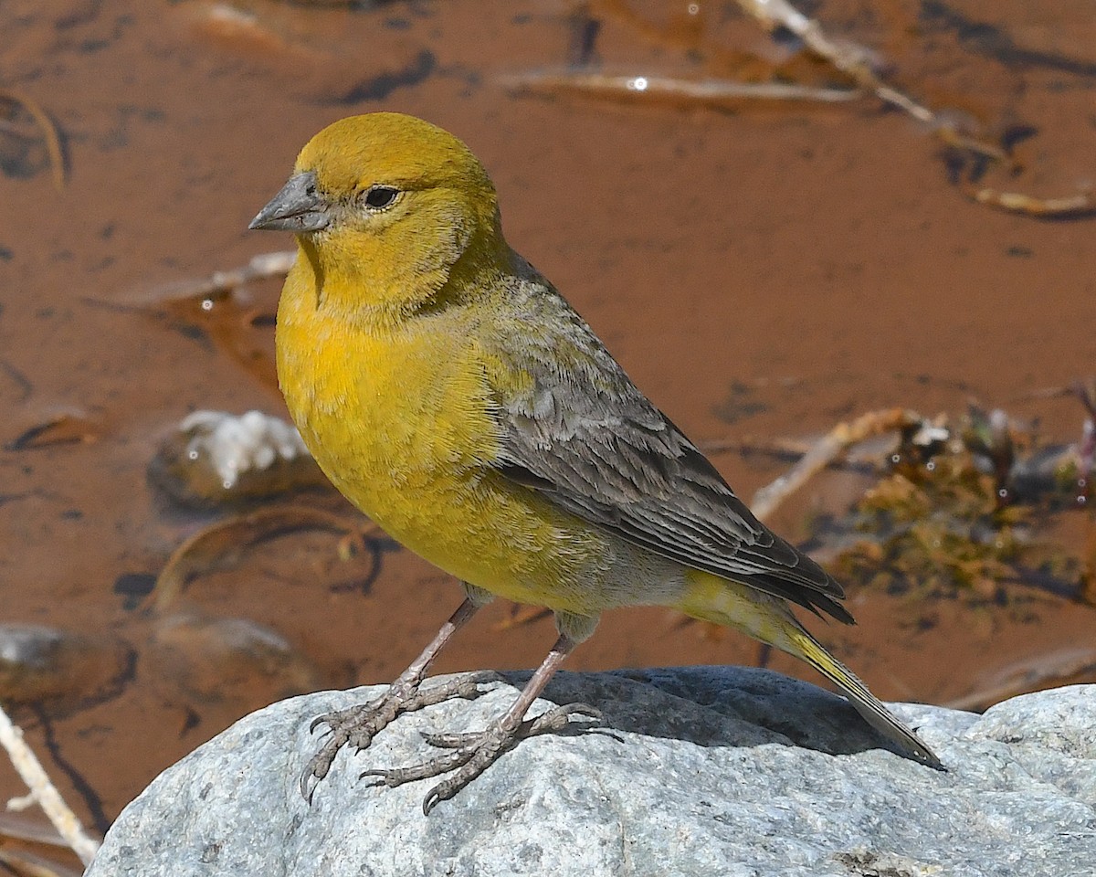 Grand Sicale - ML644719712