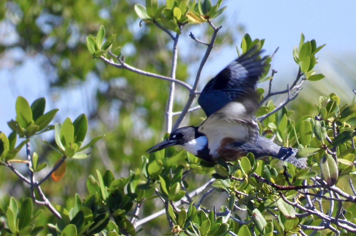 Martin-pêcheur d'Amérique - ML644719713