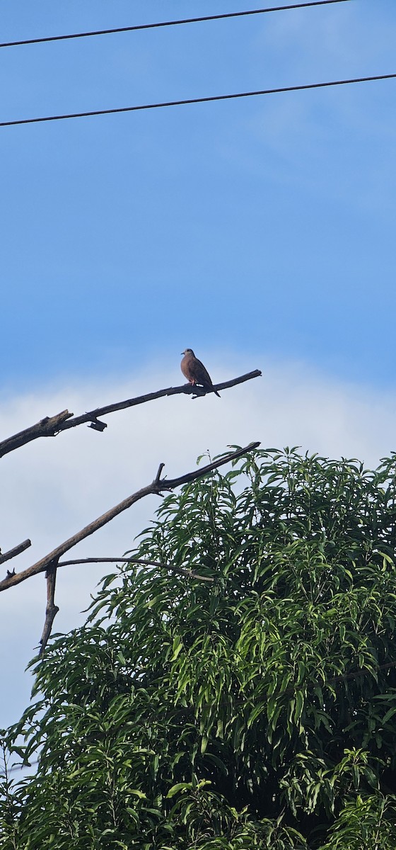 Colombe rousse - ML644719714