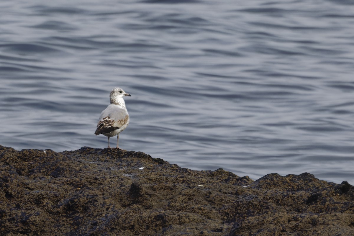 Goéland cendré - ML644719715