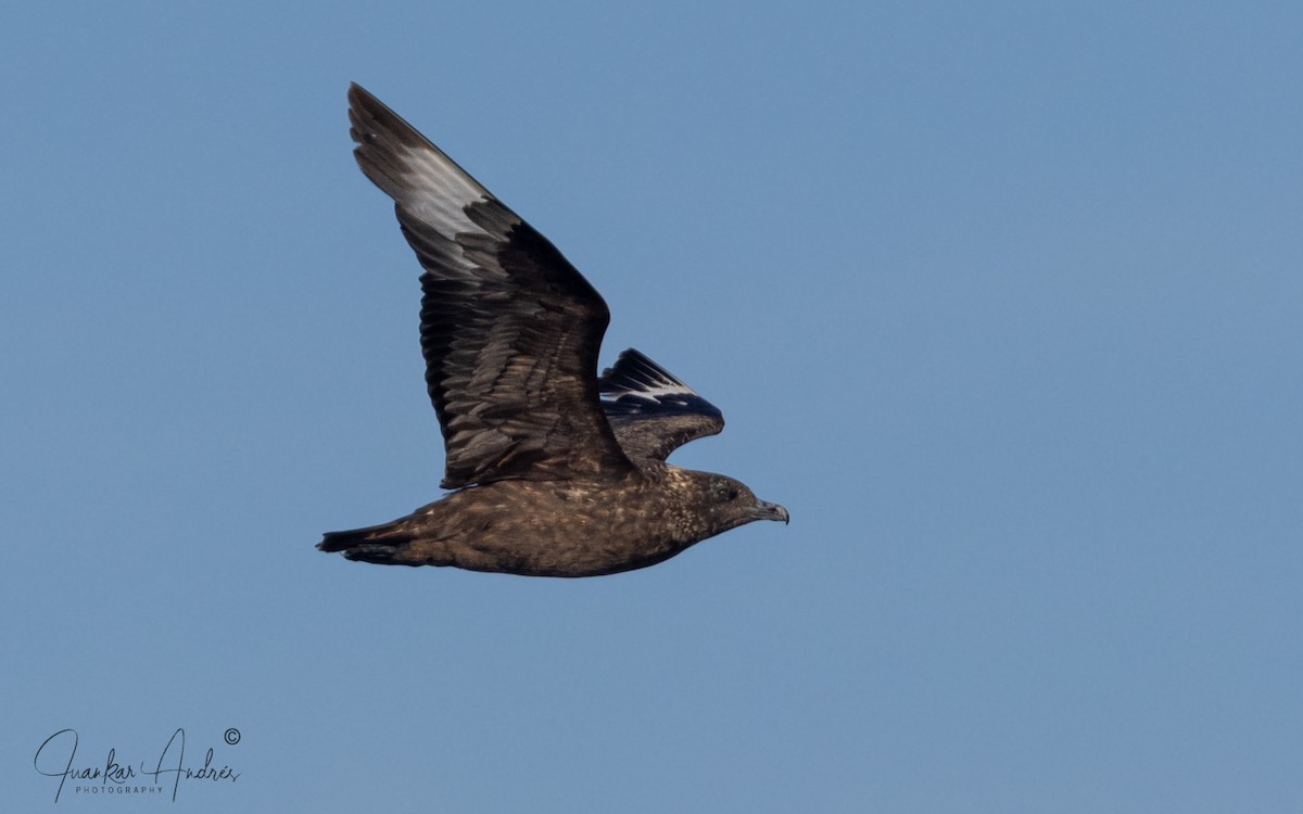 Grand Labbe - ML644719716