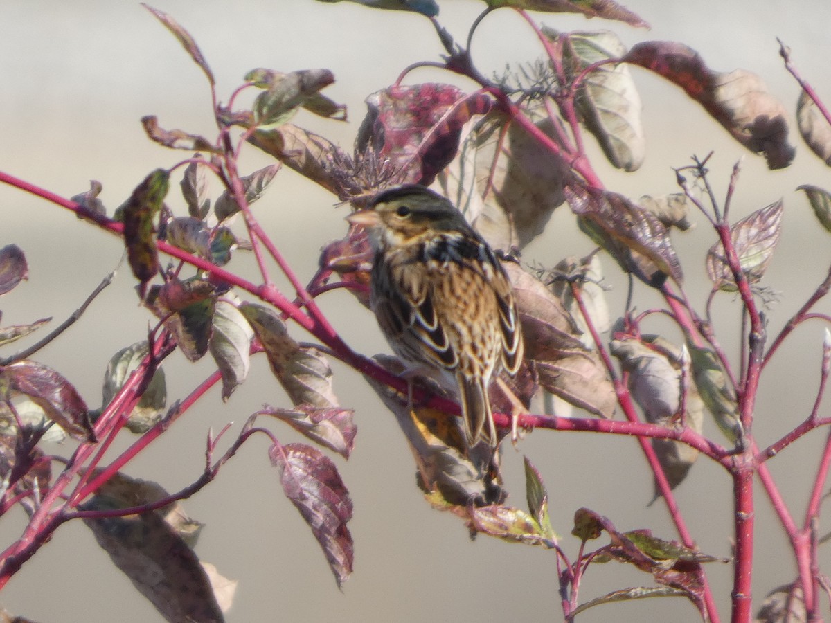 Bruant des prés - ML644719718