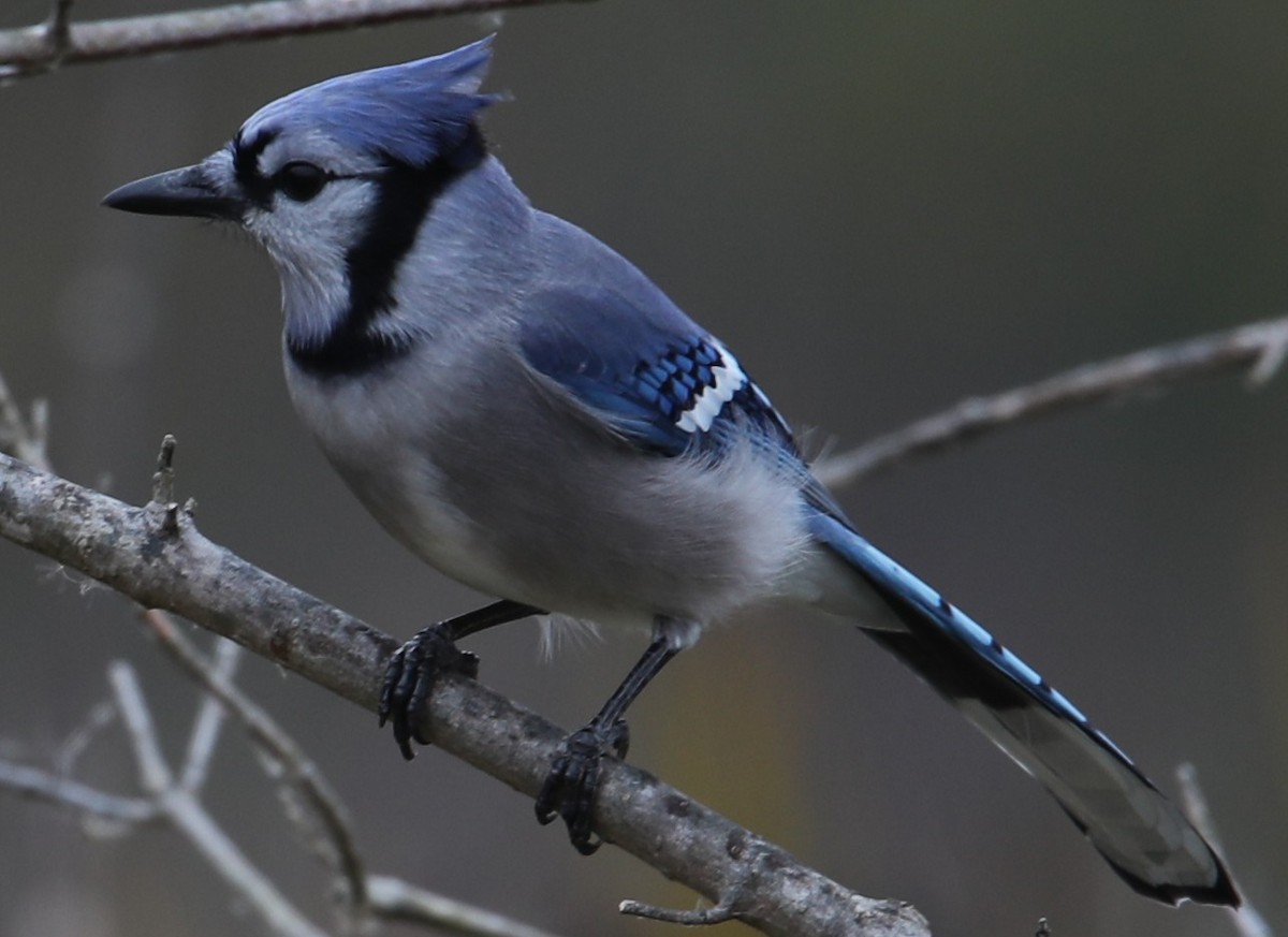 Geai bleu - ML644719719