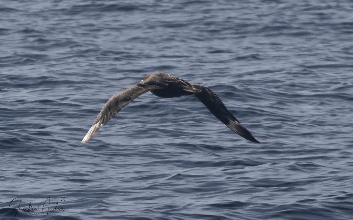 Grand Labbe - ML644719720