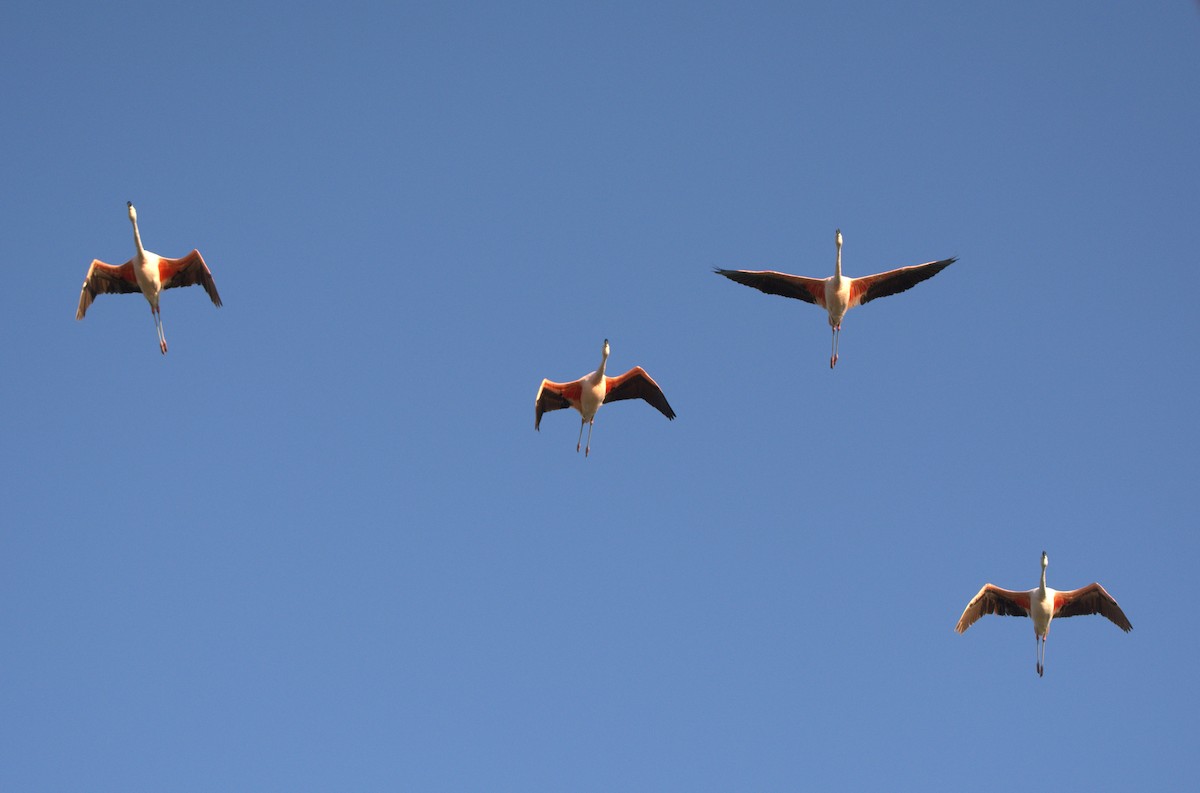 Flamant du Chili - ML644719721