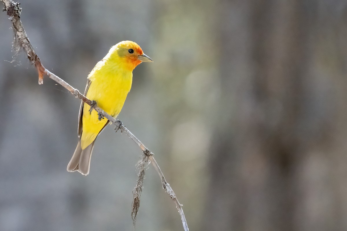 Piranga à tête rouge - ML644719722