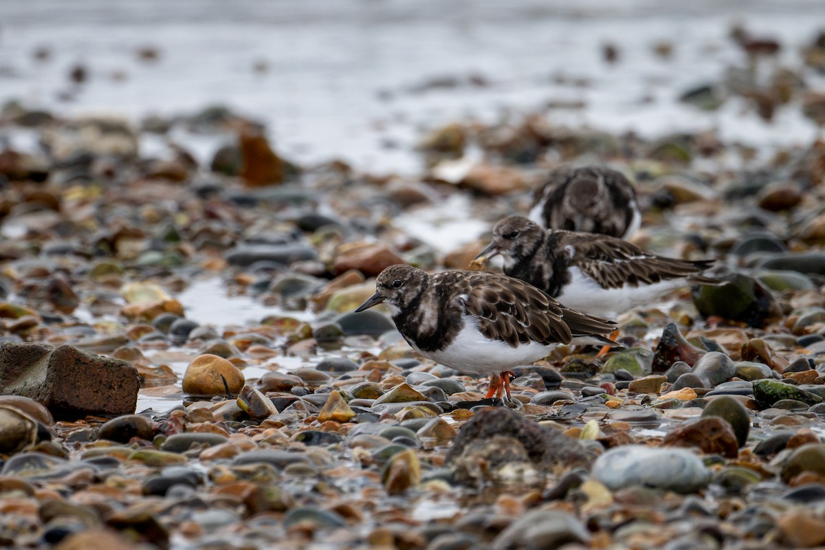 Tournepierre à collier - ML644719723