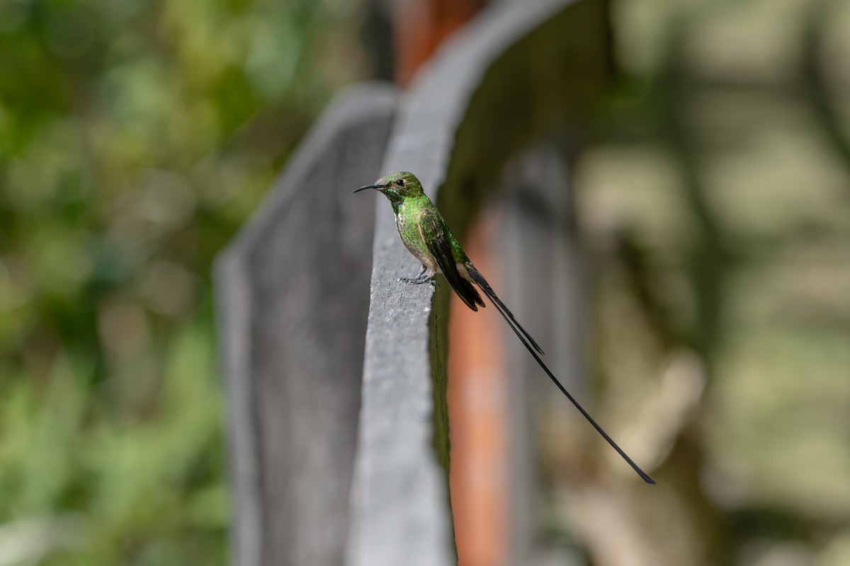 Porte-traîne lesbie - ML644719728
