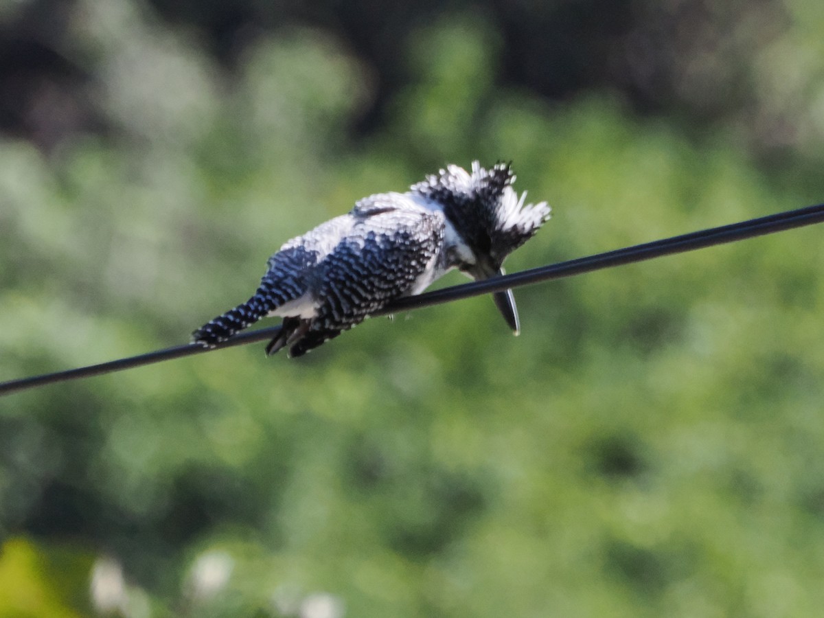 Martin-pêcheur tacheté - ML644719733