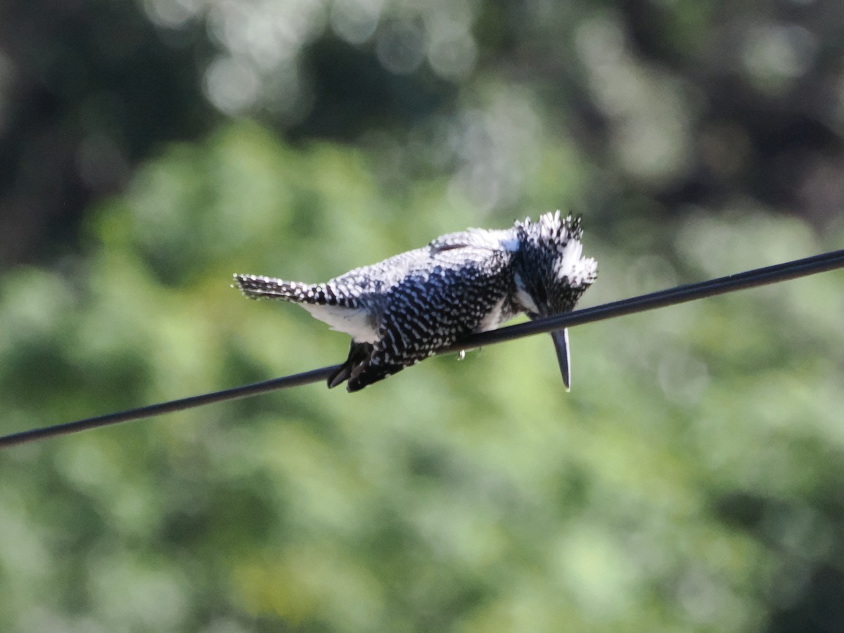 Martin-pêcheur tacheté - ML644719734