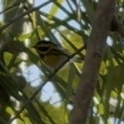 Paruline de Townsend - ML644719735