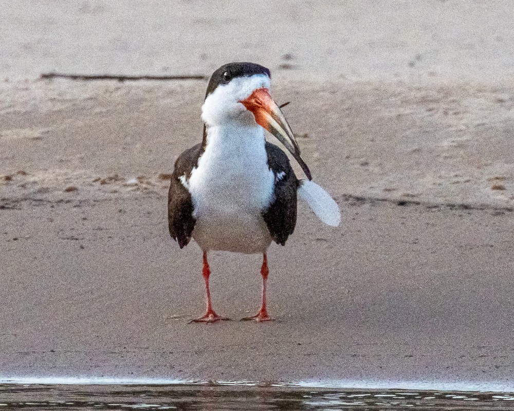 Bec-en-ciseaux noir - ML644719736