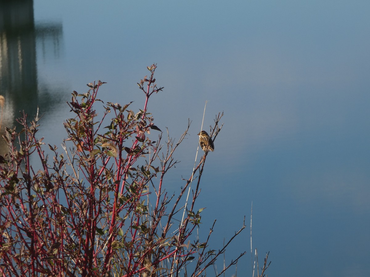 Bruant des prés - ML644719739