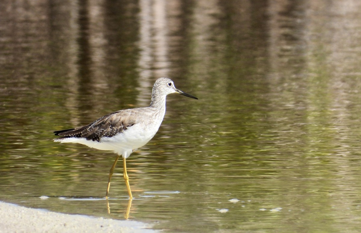 Grand Chevalier - ML644719740