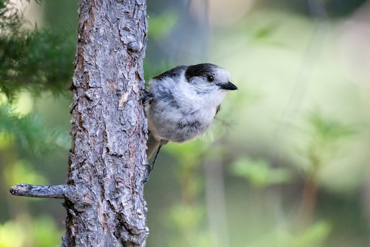 Mésangeai du Canada - ML644719741