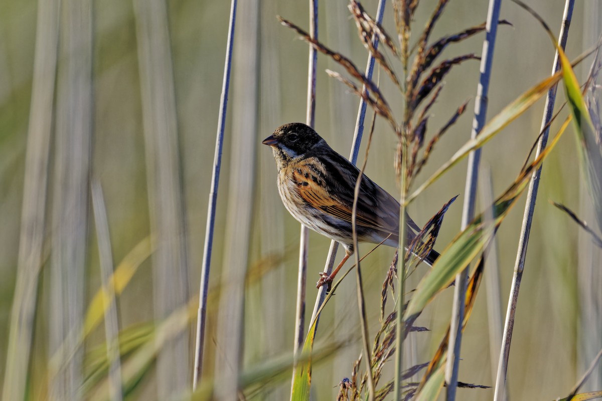 Bruant des roseaux - ML644719743