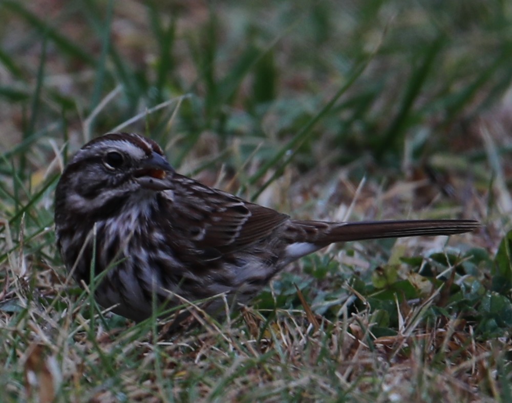 Bruant chanteur - ML644719744