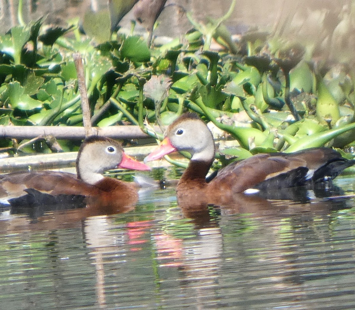 Black-bellied Whistling-Duck - ML644719745