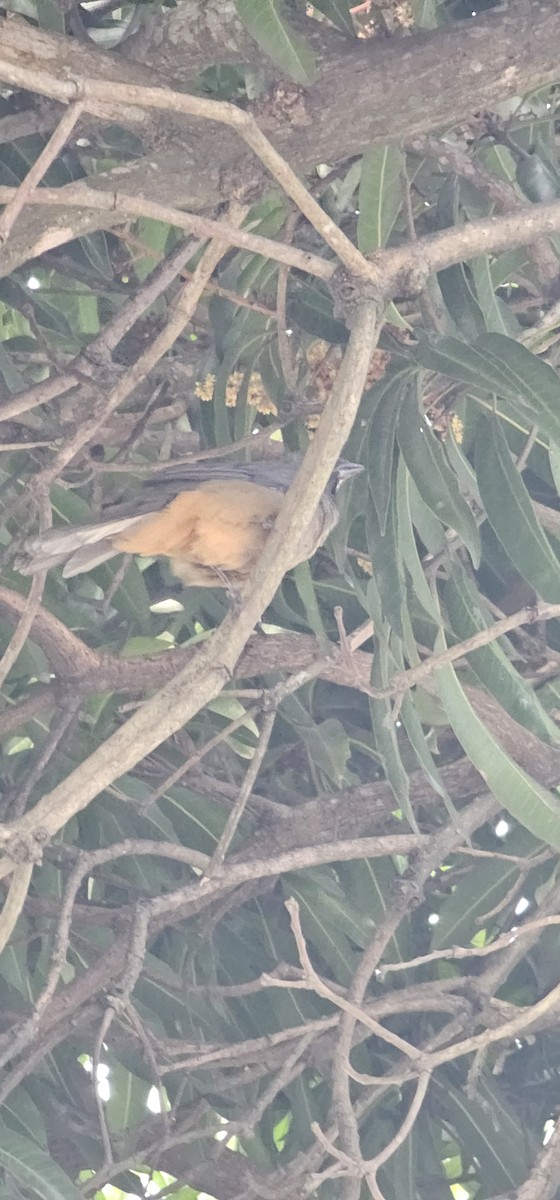 Cinnamon-bellied Saltator - ML644719755