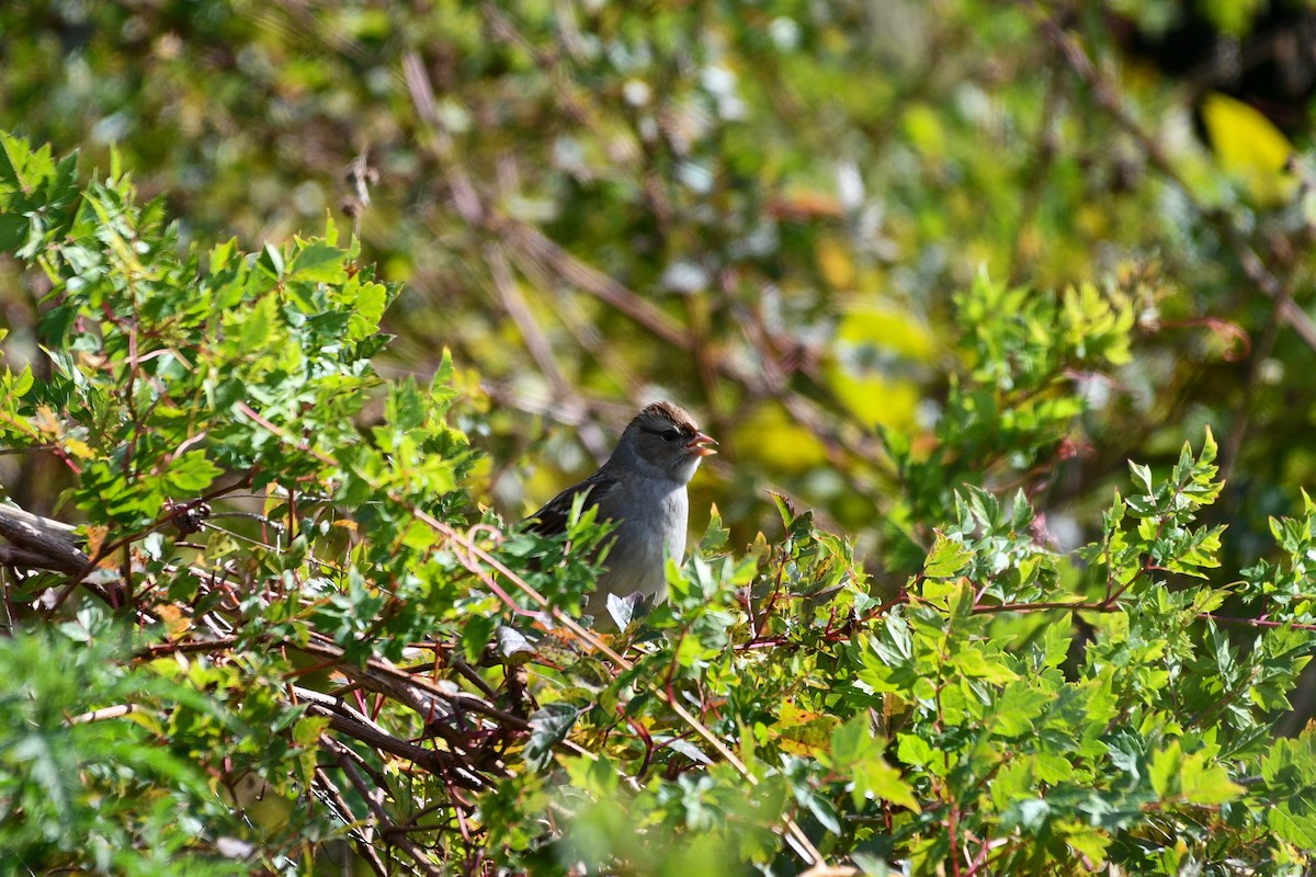 strnadec bělopásý - ML644719759