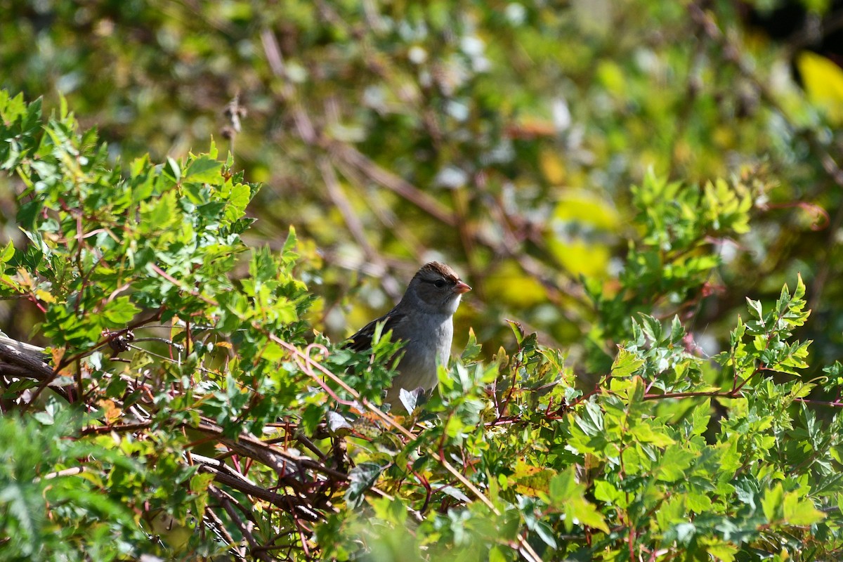 strnadec bělopásý - ML644719760