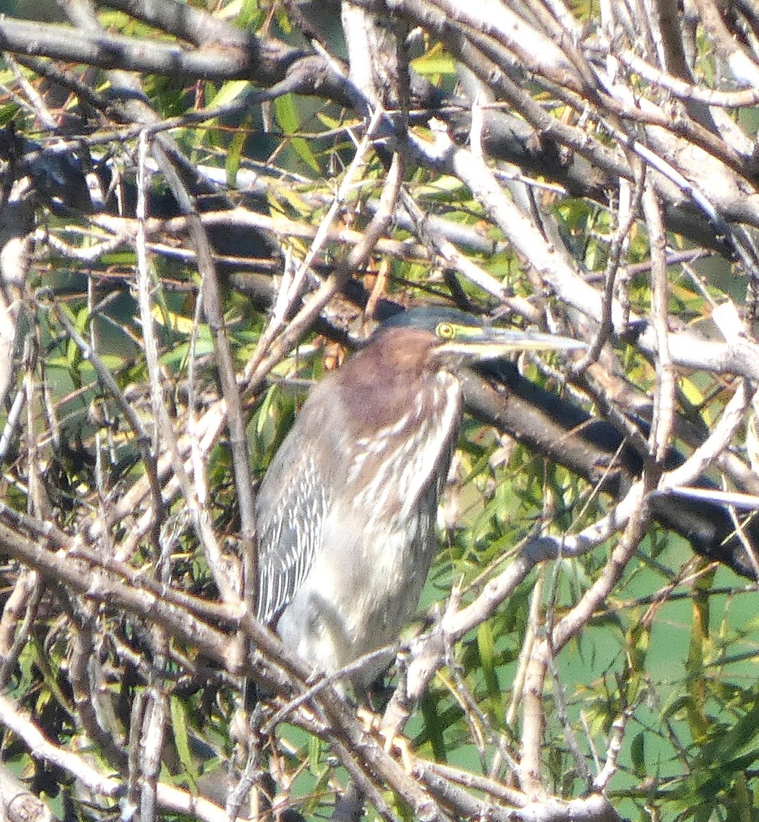Green Heron - ML644719766