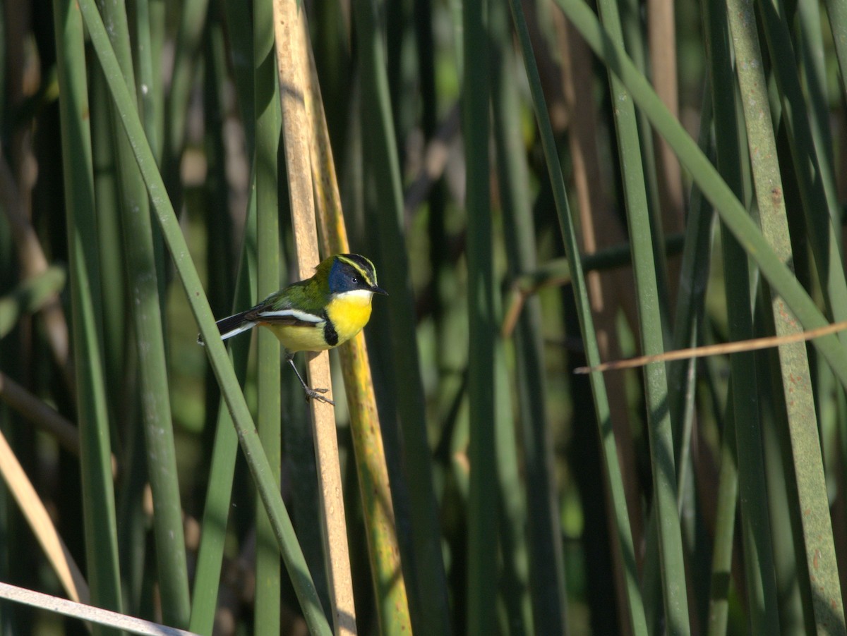 Many-colored Rush Tyrant - ML644719775